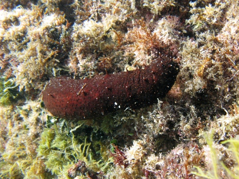 Holothuria poli (Delle Chiaje, 1824)